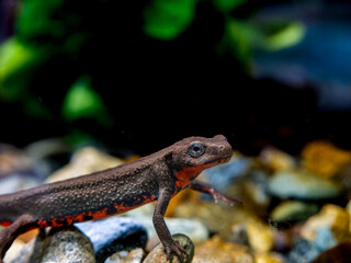 水中のアカハライモリのアップ