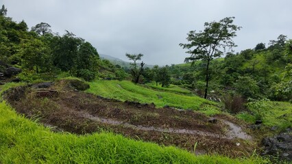 Lush Green Rice Fields in Hilly Terrain
