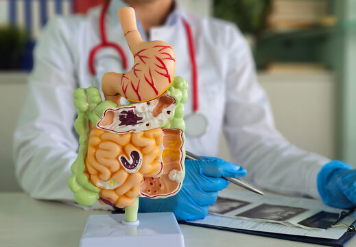 Doctor examines digestive system model and ultrasound image