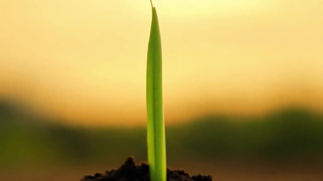 Growing plant timelapse with the word Nature appearing above, symbolizing the beauty and growth in nature 