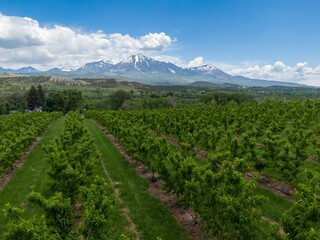 Fruit orchid and a view of Coal Mountain range, Paonia, Colorado, United States of America.