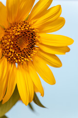 Full blooming of sunflower (Helianthus annuus) in Japan in mid-summer