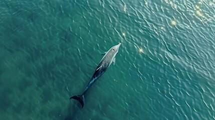 Aerial view of alone Bottlenose dolphin in blue sea. Aquatic animal in Black sea 
