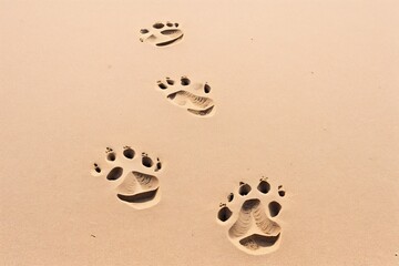 A series of animal tracks in the sand, emphasizing their shape and direction.