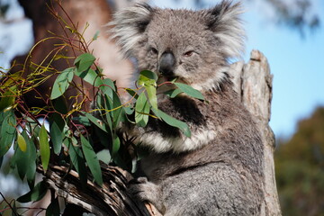 Koala  © cassy