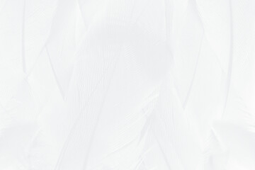 Gray white feather wooly pattern texture background