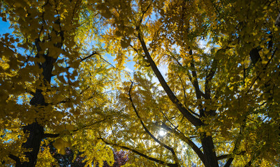 Autumn Fall Background. Yellow leaves, gold and red leaves of autumn background. Maple leaves. Colorful autumn leaves. natural background. Falling autumn. Sunny autumnal day.