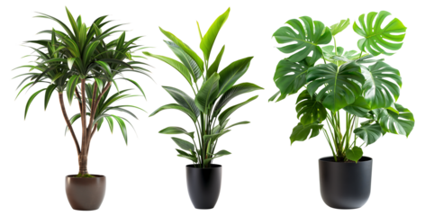 A potted houseplant with green leaves, isolated and decorative, representing nature and growth