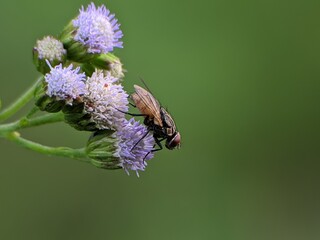 flies perched on Ageratum conyzoides flowers with blur background