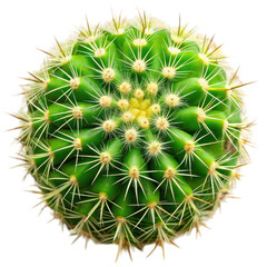 Fototapeta premium Green cactus plant with spines top view isolated on transparent background