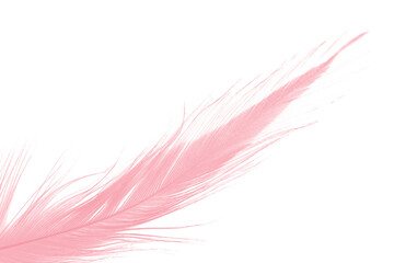 Beautiful light pink feather isolated on white background © nadtytok28