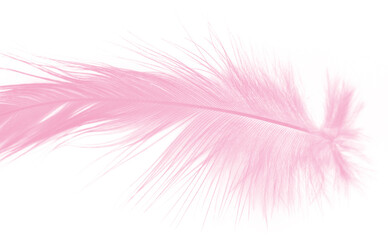 Obraz premium Beautiful light pink feather isolated on white background