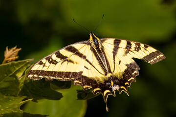 Closeup of a beautiful butterfly