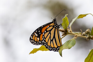 Closeup of a beautiful butterfly