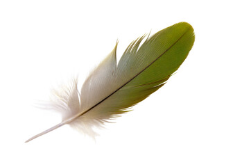 Beautiful macaw parrot feather bird isolated on white background