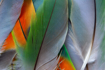 Beautiful colorful group parrot and eagle feather pattern texture luxury for background