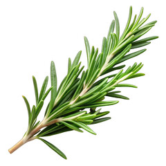 Fototapeta premium Herb rosemary isolated on transparent background