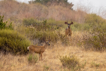 A deer mom with babies
