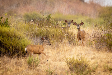 A deer mom with babies