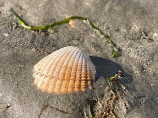 Muschel im niedersächsischen Wattenmeer der Nordsee vor Cuxhaven liegt im Sand mit Seegras