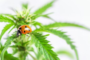 Fototapeta premium Ladybug on a Green Cannabis Leaf