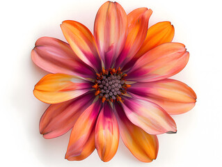 Fototapeta premium Vibrant Daisy with Water Droplets on White Background