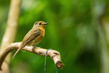 The female Blue-throated Blue Flycatcher (Cyornis rubeculoides) is a small bird with olive-brown upperparts and a paler underbelly, lacking the vivid blue and rufous colors of the male.