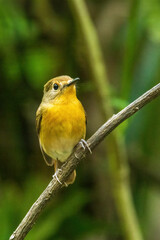 The female Blue-throated Blue Flycatcher (Cyornis rubeculoides) is a small bird with olive-brown upperparts and a paler underbelly, lacking the vivid blue and rufous colors of the male.