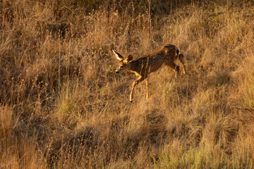 A deer mom with babies