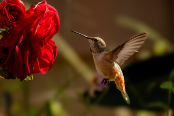 Closeup of a hummingbird with flowers © Jasongeorge