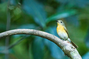 The female Blue-throated Blue Flycatcher (Cyornis rubeculoides) is a small bird with olive-brown upperparts and a paler underbelly, lacking the vivid blue and rufous colors of the male.