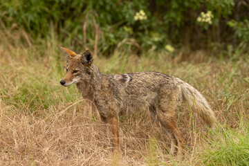 Closeup of coyote with green grass in the background