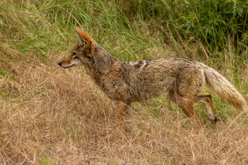 Closeup of coyote with green grass in the background