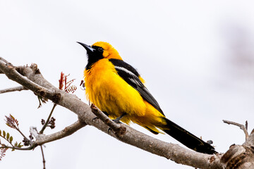 a hooded oriole bird sits on a branch