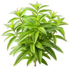 Lemon verbena isolated on transparent background