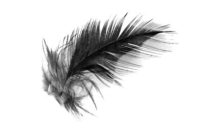 Bird swan black feather on white background © nadtytok28
