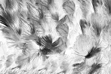  Beautiful black swan feather pattern texture background © nadtytok28