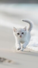 White Kitten Walking on Sandy Beach