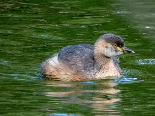 Australasian Grebe - Tachybaptus novaehollandiae in Australia