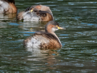 Australasian Grebe - Tachybaptus novaehollandiae in Australia