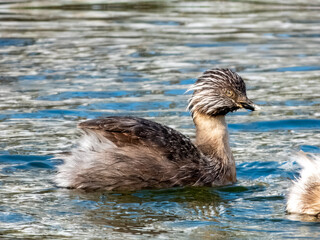Hoary-headed Grebe - Poliocephalus poliocephalus in Australia