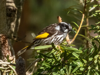 Fototapeta premium New Holland Honeyeater - Phylidonyris novaehollandiae in Australia