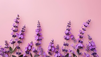 Obraz premium Lavender flowers on pink background