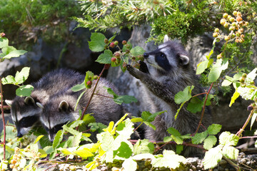 Curious Raccoons Foraging Among Leaves and Berries © Derrick