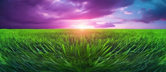 Fototapeta premium Sunset Over Lush Green Grass Field