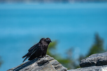 The American crow (Corvus brachyrhynchos) is a large passerine bird species of the family Corvidae. Shotgun Cove Trailhead, Whittier, Alaska 

