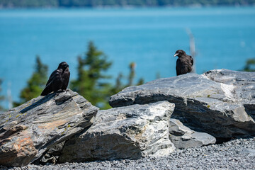 The American crow (Corvus brachyrhynchos) is a large passerine bird species of the family Corvidae. Shotgun Cove Trailhead, Whittier, Alaska 
