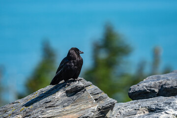 The American crow (Corvus brachyrhynchos) is a large passerine bird species of the family Corvidae. Shotgun Cove Trailhead, Whittier, Alaska 
