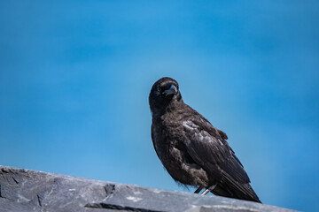 The American crow (Corvus brachyrhynchos) is a large passerine bird species of the family Corvidae. Shotgun Cove Trailhead, Whittier, Alaska 
