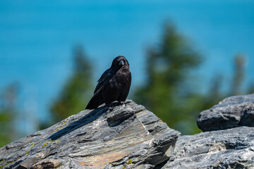 The American crow (Corvus brachyrhynchos) is a large passerine bird species of the family Corvidae. Shotgun Cove Trailhead, Whittier, Alaska 
